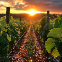 Sundowner